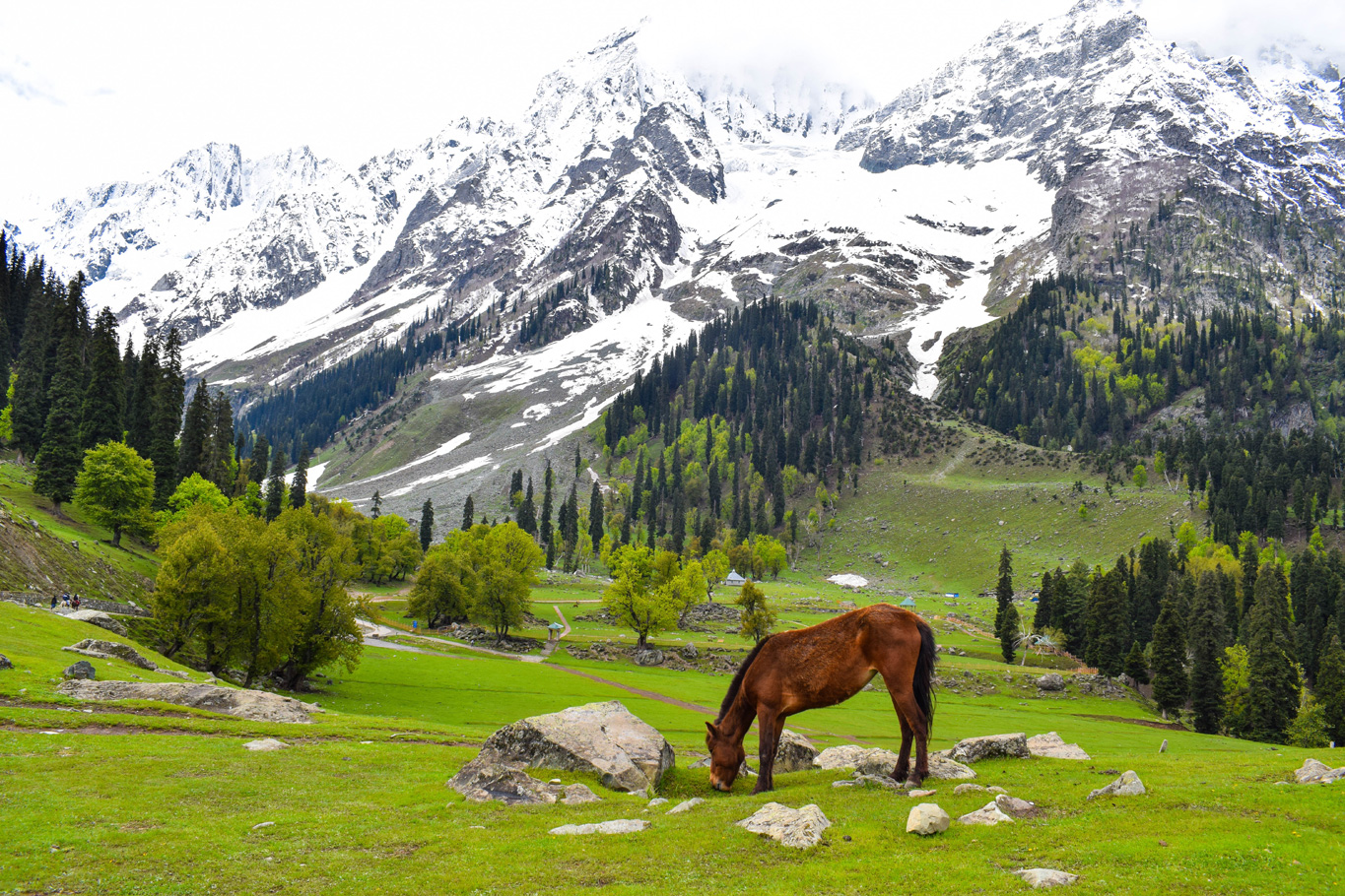 The opulence of autumn in Kashmir