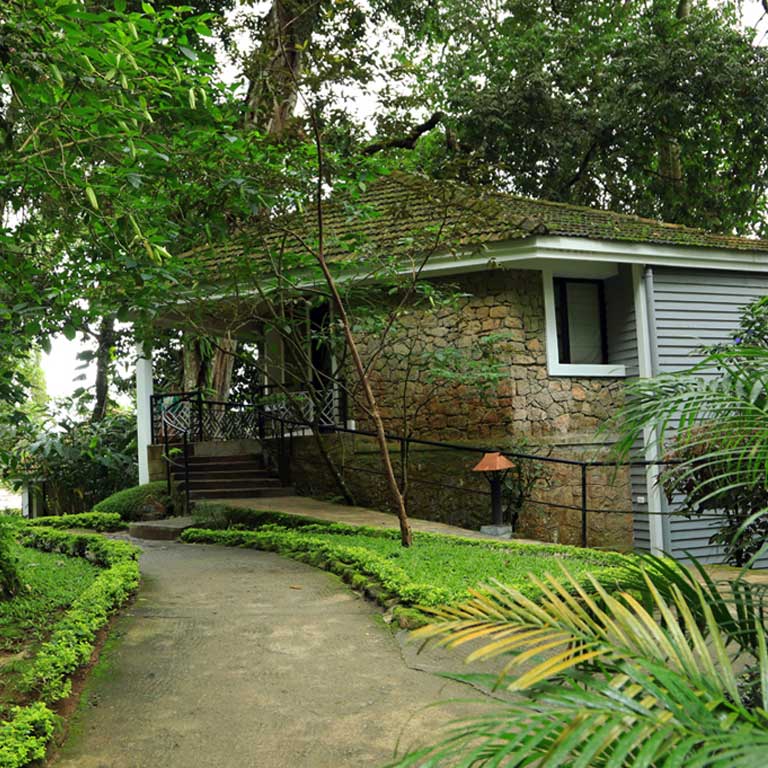 The Tall Trees in Munnar