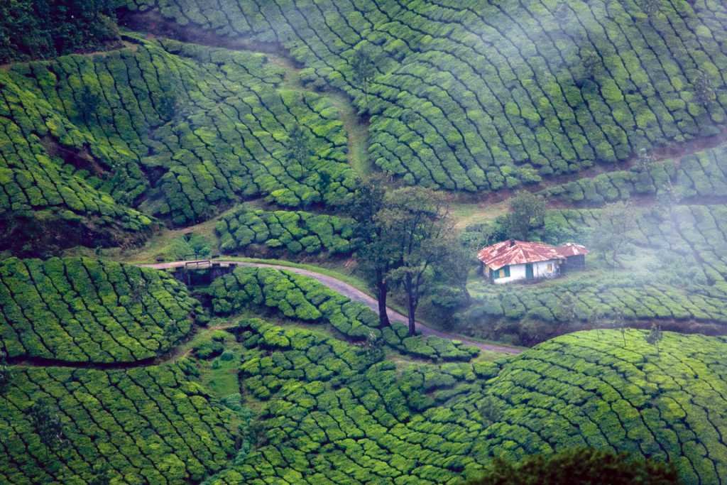 Kerala, where the tall trees sway and the backwaters flow.