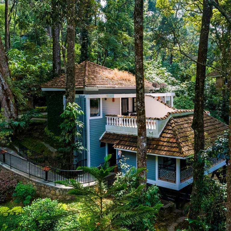 The Tall Trees in Munnar