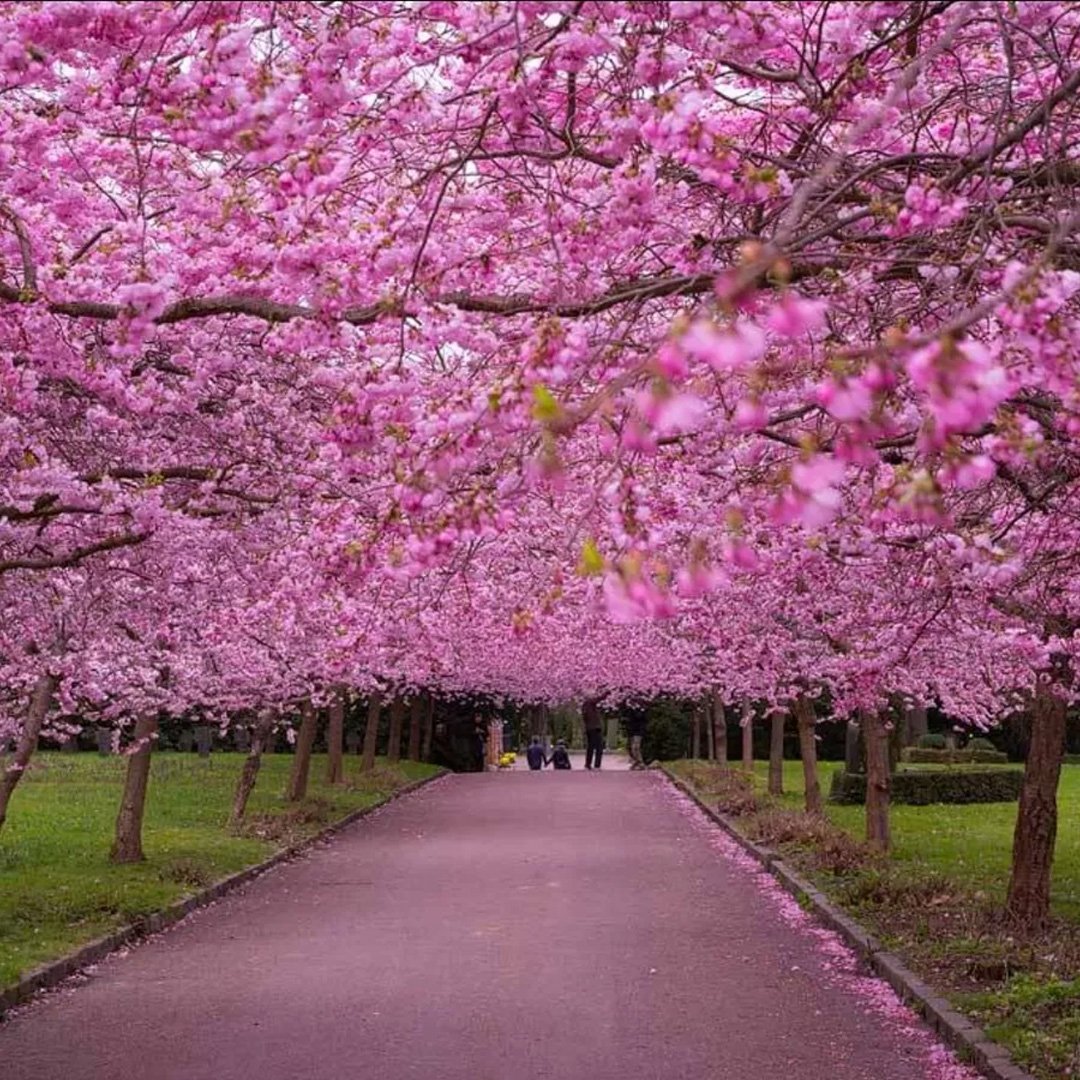 Cherry Blossom Festival in Shillong November 2026